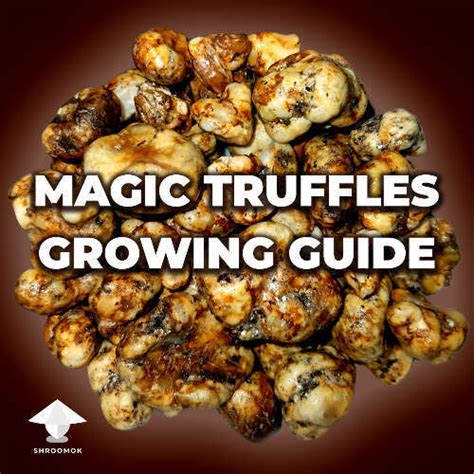 Magic truffle spores ebay